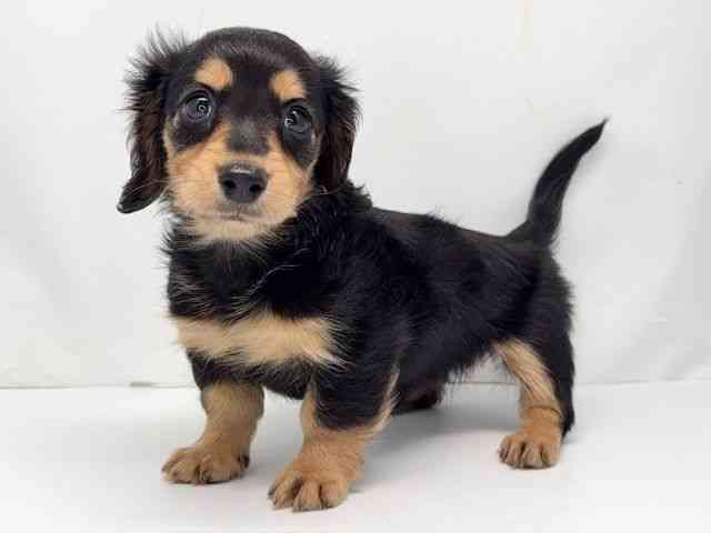 京都府のカニンヘンダックスフンド(ロング) (ひごペットフレンドリー洛北阪急スクエア店/2025年11月22日生まれ/女の子/ブラックタン)の子犬の2枚目の画像