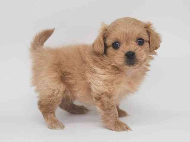 大阪府のペキプー(ペキニーズ×プードル) (ひごペットフレンドリー泉ヶ丘店/2025年11月22日生まれ/女の子/レッド)の子犬の2枚目の画像