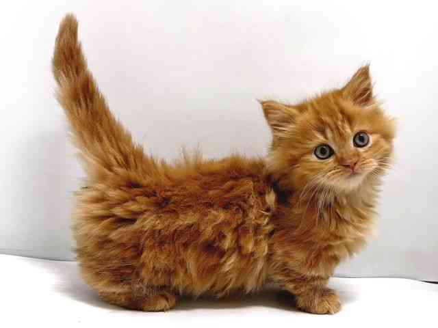 奈良県のマンチカン (ひごペットフレンドリー奈良パワーシティ店/2025年11月18日生まれ/女の子/レッドタビー)の子猫の2枚目の画像