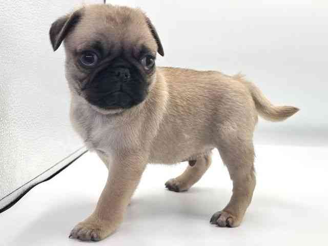 愛知県のパグ (ひごペットフレンドリープライムツリー赤池店/2025年11月22日生まれ/男の子/フォーン)の子犬の2枚目の画像