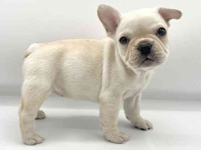 大阪府のフレンチブルドッグ (ひごペットフレンドリーららぽーとEXPOCITY店/2025年11月20日生まれ/女の子/クリーム)の子犬の2枚目の画像