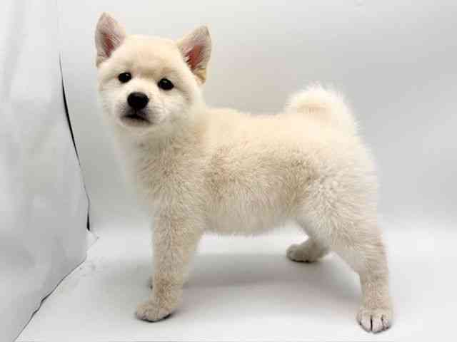 大阪府の柴犬(標準サイズ) (ひごペットフレンドリーみのおキューズモール店/2025年11月23日生まれ/女の子/白)の子犬の2枚目の画像