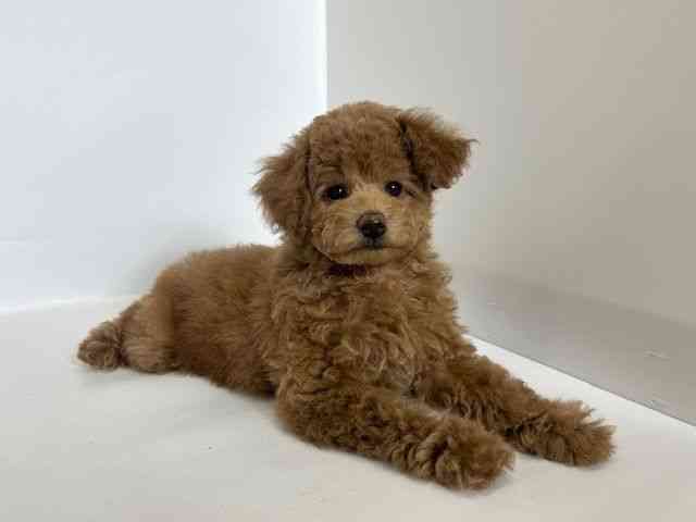 大阪府のトイプードル(トイ) (ひごペットフレンドリーアクロスプラザ住之江店/2025年11月22日生まれ/男の子/レッド)の子犬の2枚目の画像