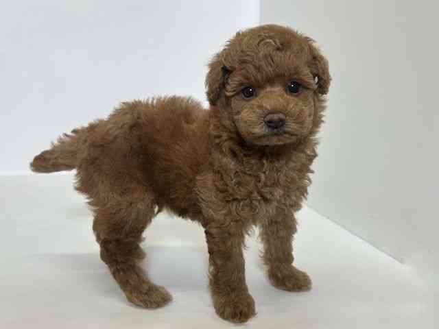 大阪府のトイプードル(トイ) (ひごペットフレンドリーアクロスプラザ住之江店/2025年11月22日生まれ/男の子/レッド)の子犬の2枚目の画像