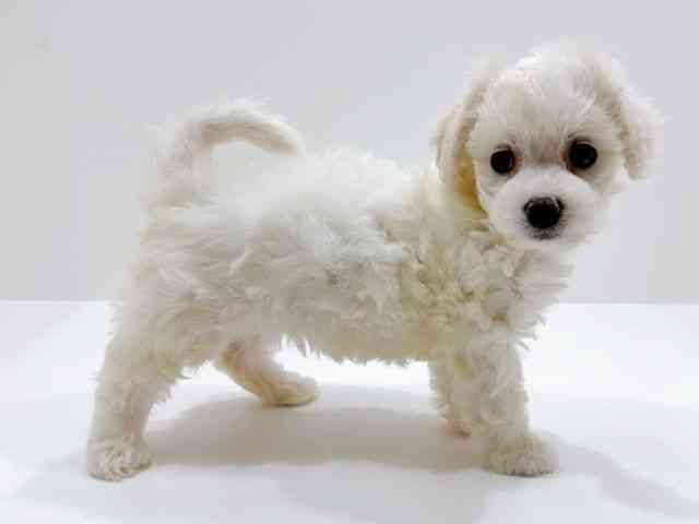 広島県のビションフリーゼ (ひごペットフレンドリーフジグラン神辺店/2025年11月21日生まれ/女の子/ホワイト)の子犬の2枚目の画像