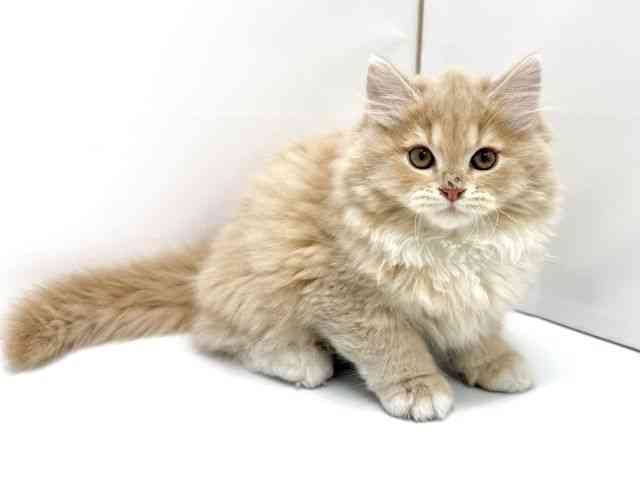 大阪府のサイベリアン (ひごペットフレンドリーイオンタウン茨木太田店/2025年11月22日生まれ/男の子/クリームタビーホワイト)の子猫の2枚目の画像