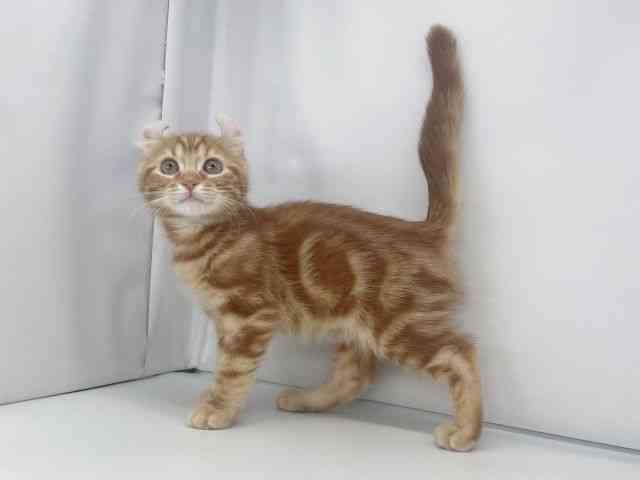 兵庫県のアメリカンカール (ひごペットフレンドリーイオンタウン加古川店/2025年11月23日生まれ/男の子/レッドタビー)の子猫の2枚目の画像