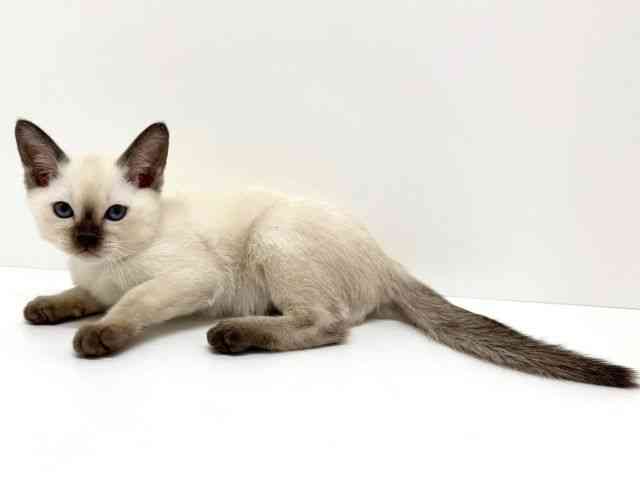 大阪府のトンキニーズ (ひごペットフレンドリーくずはモール店/2025年11月22日生まれ/女の子/チョコレートポイント)の子猫の2枚目の画像