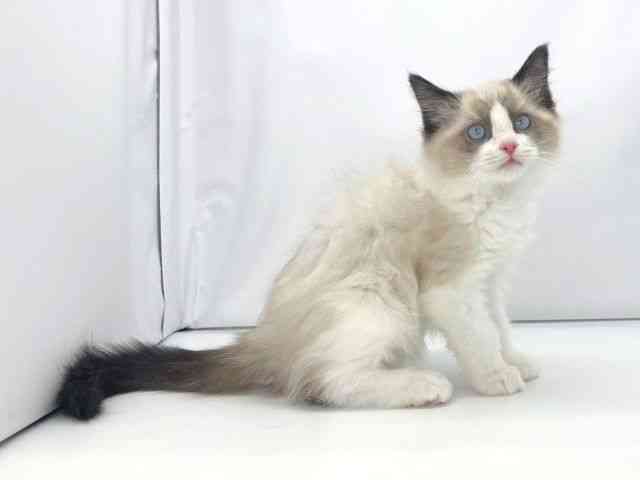 兵庫県のラグドール (ひごペットフレンドリーイオンタウン加古川店/2025年11月7日生まれ/男の子/シールポイントバイカラー)の子猫の2枚目の画像