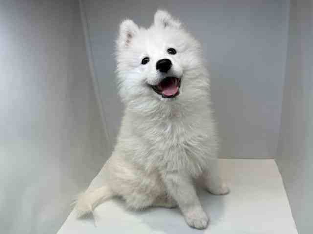 高知県のサモエド (ひごペットフレンドリーイオンモール高知店/2025年11月22日生まれ/男の子/ホワイト)の子犬の2枚目の画像