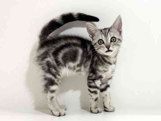 兵庫県のアメリカンショートヘアー (ひごペットフレンドリーイトーヨーカドー明石店/2025年11月22日生まれ/女の子/シルバータビー)の子猫の2枚目の画像