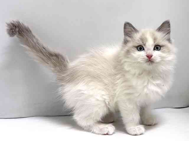 奈良県のラグドール (ひごペットフレンドリー奈良パワーシティ店/2025年11月21日生まれ/男の子/ブルーポイントバイカラー)の子猫の2枚目の画像