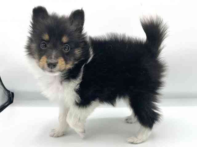 大阪府のシェットランドシープドッグ (ひごペットフレンドリーららぽーとEXPOCITY店/2025年11月13日生まれ/女の子/トライカラー)の子犬の2枚目の画像