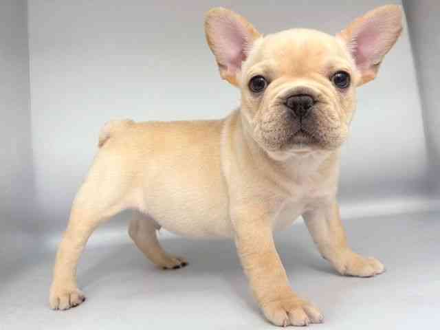 大阪府のフレンチブルドッグ (ひごペットフレンドリー岸和田店/2025年11月20日生まれ/男の子/クリーム)の子犬の2枚目の画像