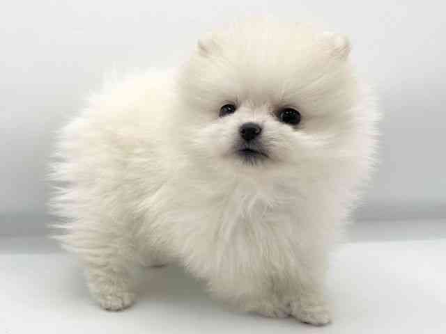 大阪府のポメラニアン (ひごペットフレンドリーららぽーとEXPOCITY店/2025年11月22日生まれ/女の子/クリーム)の子犬の2枚目の画像