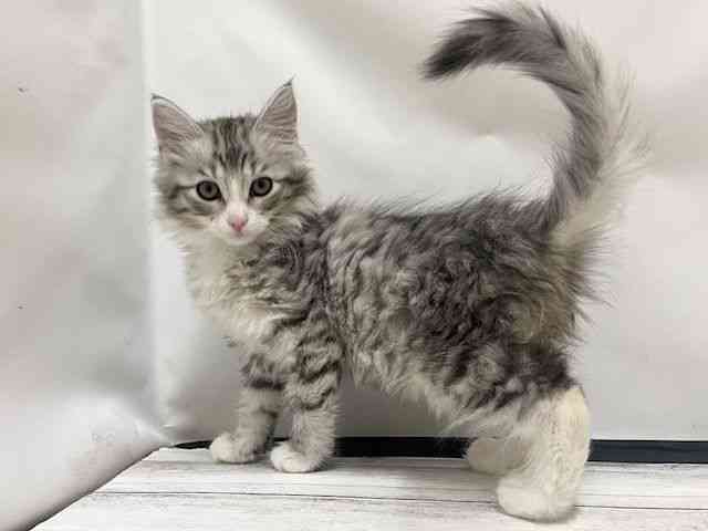 和歌山県のノルウェージャンフォレストキャット (ひごペットフレンドリーパームシティ和歌山店/2025年11月17日生まれ/女の子/シルバータビーホワイト)の子猫の2枚目の画像