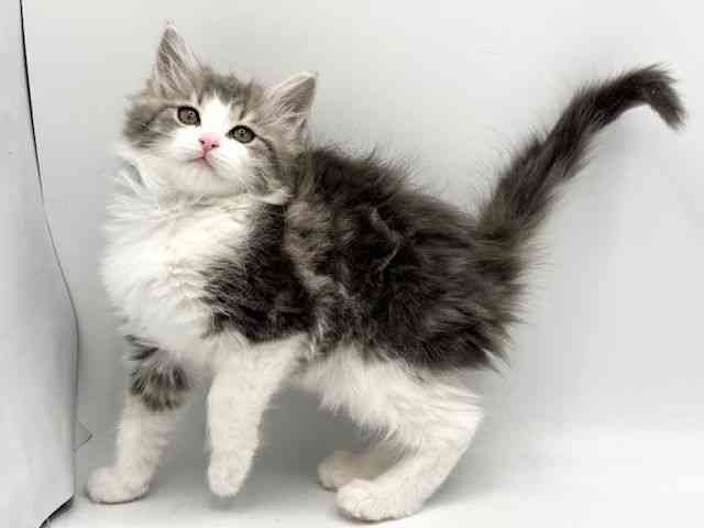 大阪府のノルウェージャンフォレストキャット (ひごペットフレンドリーみのおキューズモール店/2025年11月17日生まれ/女の子/シルバータビーホワイト)の子猫の2枚目の画像