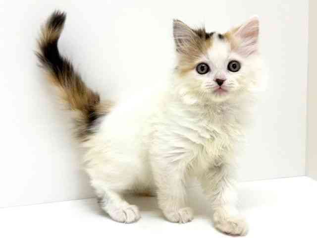 大阪府のサイベリアン (ひごペットフレンドリーくずはモール店/2025年11月20日生まれ/女の子/キャリコ)の子猫の2枚目の画像