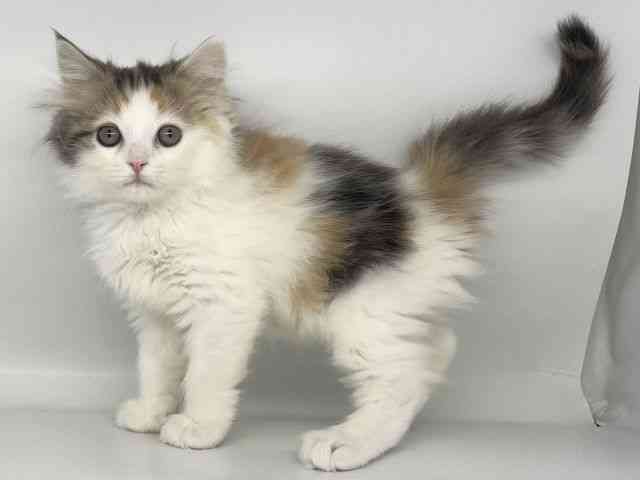 徳島県のサイベリアン (ひごペットフレンドリーゆめタウン徳島店/2025年11月20日生まれ/女の子/キャリコ)の子猫の2枚目の画像