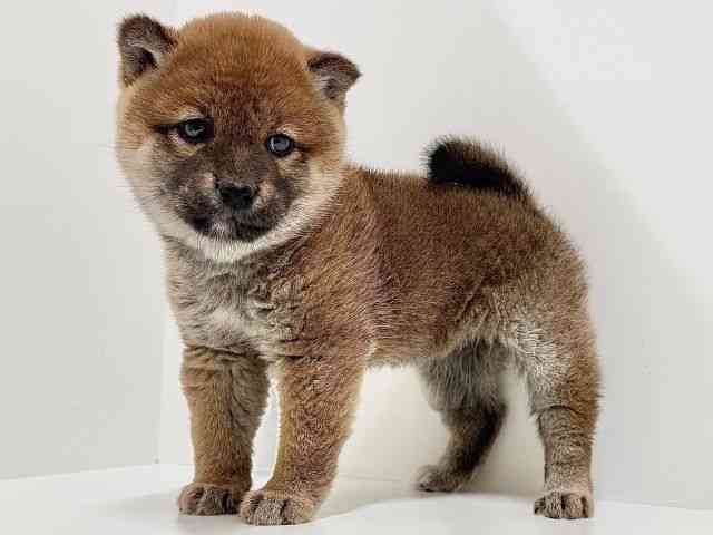 奈良県の柴犬(標準サイズ) (ひごペットフレンドリーイオンモール橿原ウエスト・ビレッジ店/2025年11月22日生まれ/女の子/赤)の子犬の2枚目の画像