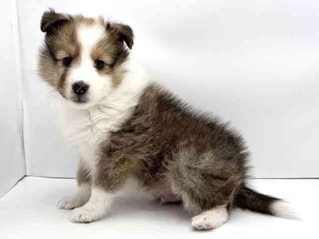 兵庫県のシェットランドシープドッグ (ひごペットフレンドリークラウンパーク伊丹店/2025年11月19日生まれ/男の子/セーブルホワイト)の子犬の2枚目の画像