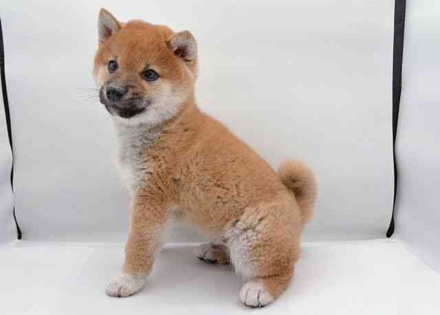 島根県の柴犬(標準サイズ) (ひごペットフレンドリーイオン松江ショッピングセンター店/2025年11月21日生まれ/男の子/赤)の子犬の2枚目の画像