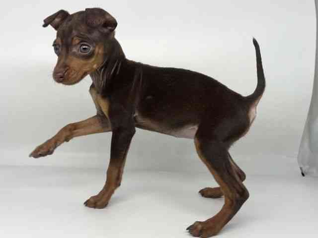 徳島県のミニチュアピンシャー (ひごペットフレンドリーゆめタウン徳島店/2025年11月19日生まれ/女の子/チョコレートタン)の子犬の2枚目の画像