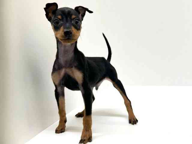 兵庫県のミニチュアピンシャー (ひごペットフレンドリーブルメールHAT神戸店/2025年11月19日生まれ/男の子/ブラックタン)の子犬の2枚目の画像