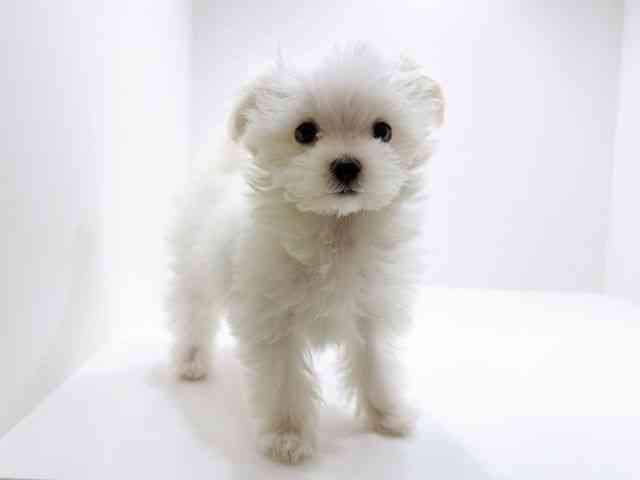 広島県のマルチーズ (ひごペットフレンドリーフジグラン神辺店/2025年11月10日生まれ/男の子/ホワイト)の子犬の2枚目の画像