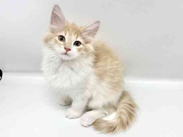 大阪府のノルウェージャンフォレストキャット (ひごペットフレンドリーイオンタウン豊中庄内店/2025年11月10日生まれ/女の子/クリームタビーホワイト)の子猫の2枚目の画像