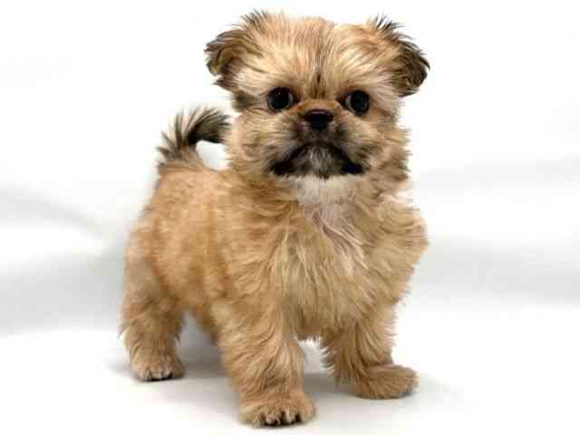 大阪府のチワズー/チワシーズ(チワワ×シーズー) (ひごペットフレンドリー東淀川店/2025年11月23日生まれ/女の子/フォーン)の子犬の2枚目の画像