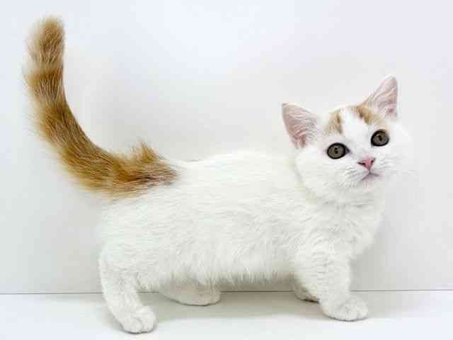 大阪府のマンチカン (ひごペットフレンドリーいこらもーる泉佐野店/2025年11月15日生まれ/男の子/レッドタビーホワイト)の子猫の2枚目の画像