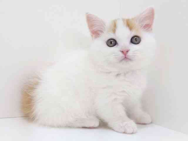 大阪府のマンチカン (ひごペットフレンドリーいこらもーる泉佐野店/2025年11月15日生まれ/男の子/レッドタビーホワイト)の子猫の2枚目の画像