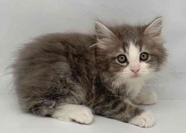 鳥取県のラガマフィン (ひごペットフレンドリーイオンモール鳥取北店/2025年11月21日生まれ/男の子/ブルータビーホワイト)の子猫の2枚目の画像