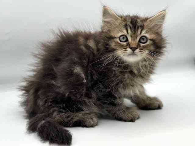 香川県のラガマフィン (ひごペットフレンドリーゆめタウン高松店/2025年11月21日生まれ/男の子/ブラウンタビー)の子猫の2枚目の画像