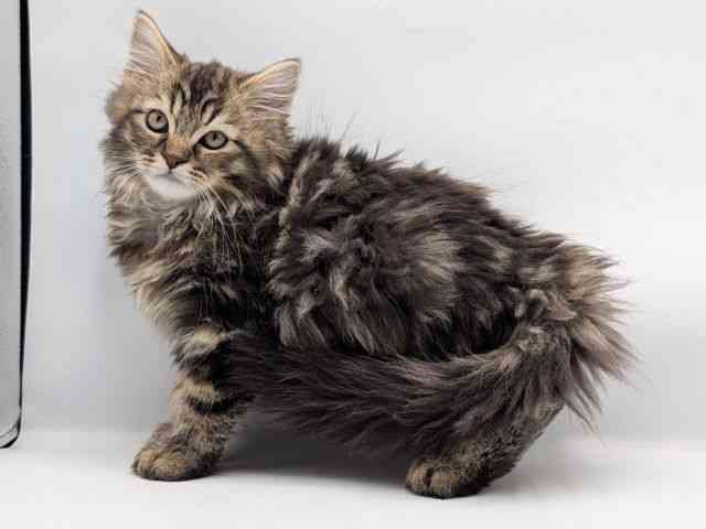 香川県のラガマフィン (ひごペットフレンドリーゆめタウン高松店/2025年11月21日生まれ/男の子/ブラウンタビー)の子猫の2枚目の画像