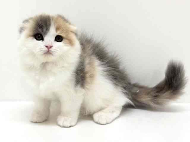 大阪府のスコティッシュフォールド (ひごペットフレンドリーくずはモール店/2025年11月20日生まれ/女の子/ブルーパッチドタビーホワイト)の子猫の2枚目の画像