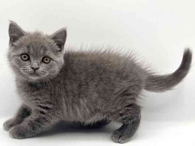 京都府のブリティッシュショートヘアー (ひごペットフレンドリーイオンモール高の原店/2025年11月21日生まれ/男の子/ブルー)の子猫の2枚目の画像