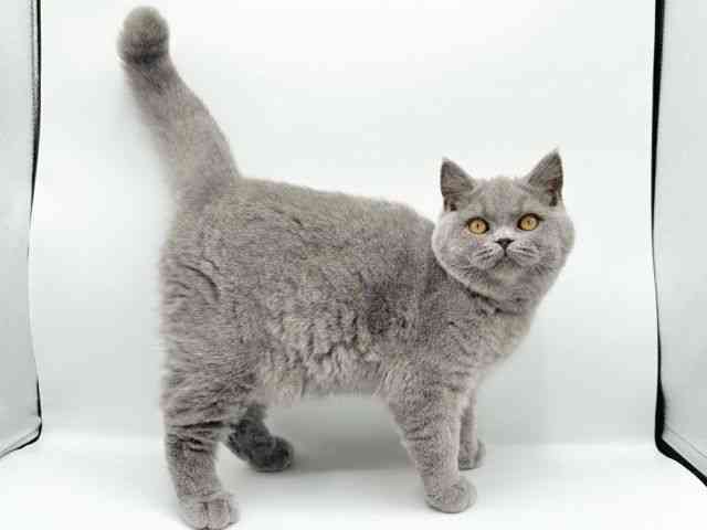 京都府のブリティッシュショートヘアー (ひごペットフレンドリーイオンモール高の原店/2025年11月21日生まれ/男の子/ブルー)の子猫の2枚目の画像