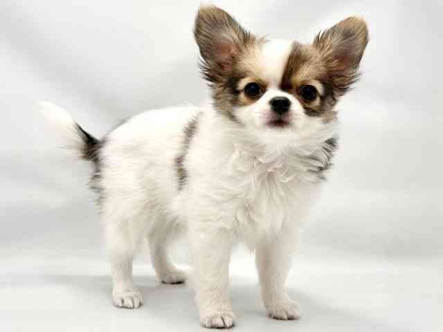 大阪府のチワワ(ロング) (ひごペットフレンドリー東淀川店/2025年11月23日生まれ/男の子/セーブルフォーン＆ホワイト)の子犬の2枚目の画像