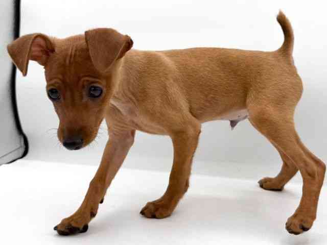 大阪府のミニチュアピンシャー (ひごペットフレンドリーイオンそよら海老江店/2025年11月23日生まれ/男の子/レッド)の子犬の2枚目の画像