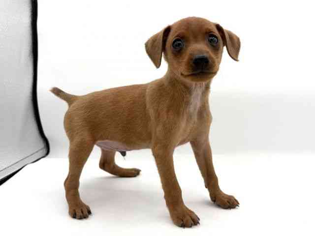 大阪府のミニチュアピンシャー (ひごペットフレンドリーイオンそよら海老江店/2025年11月23日生まれ/男の子/レッド)の子犬の2枚目の画像