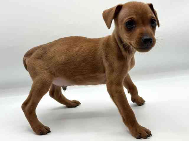 香川県のミニチュアピンシャー (ひごペットフレンドリーゆめタウン高松店/2025年11月23日生まれ/男の子/レッド)の子犬の2枚目の画像