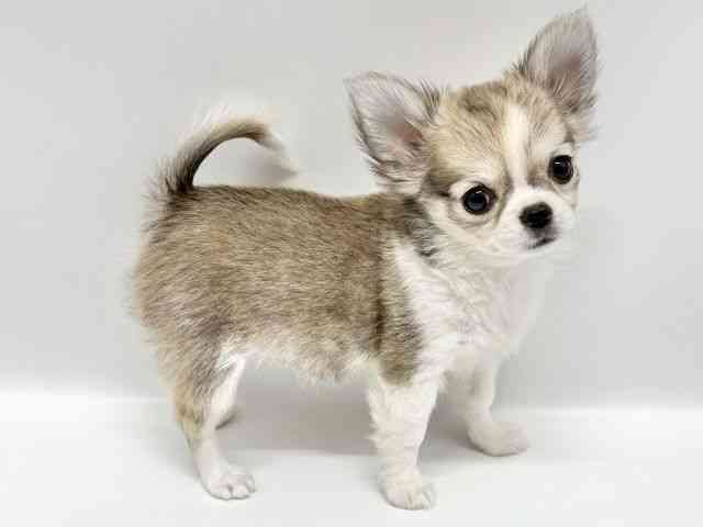 大阪府のチワワ(ロング) (ひごペットフレンドリーイオンタウン豊中庄内店/2025年11月20日生まれ/女の子/フォーンホワイト)の子犬の2枚目の画像