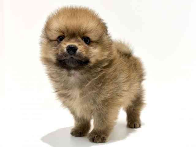 大阪府のポメラニアン (ひごペットフレンドリーイオン高槻店/2025年11月21日生まれ/男の子/オレンジ)の子犬の2枚目の画像