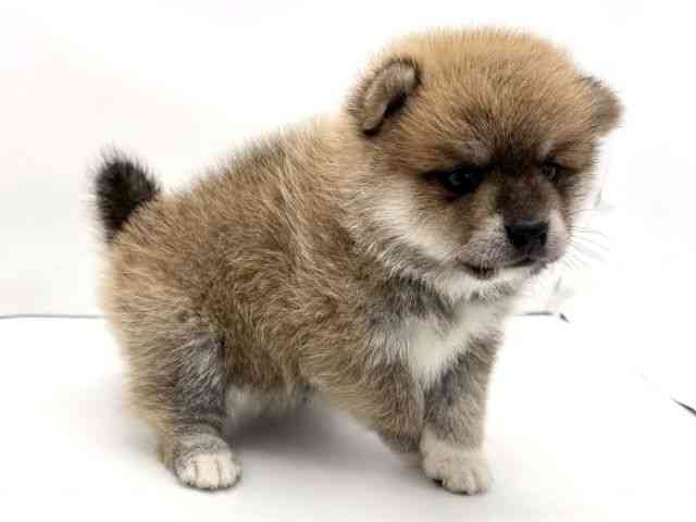 兵庫県のポメ柴/豆ポメ/ポメ豆柴(ポメラニアン×柴犬) (ひごペットフレンドリークラウンパーク伊丹店/2025年11月19日生まれ/女の子/赤)の子犬の2枚目の画像