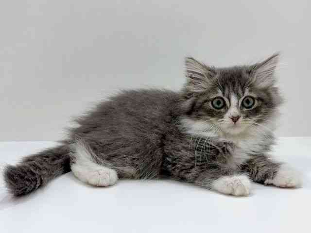 広島県のノルウェージャンフォレストキャット (ひごペットフレンドリーフジグラン神辺店/2025年11月22日生まれ/男の子/ブルーホワイト)の子猫の2枚目の画像