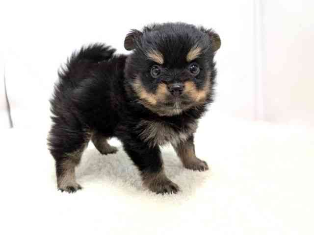 広島県のポメチワ/チワポメ/ポメチー(ポメラニアン×チワワ) (ひごペットフレンドリーゆめタウン廿日市店/2025年11月23日生まれ/男の子/ブラックタン)の子犬の2枚目の画像