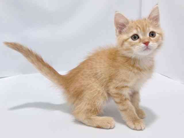 大阪府のミヌエット (ひごペットフレンドリーイズミヤショッピングセンター千里丘店/2025年11月17日生まれ/男の子/レッドタビー)の子猫の2枚目の画像