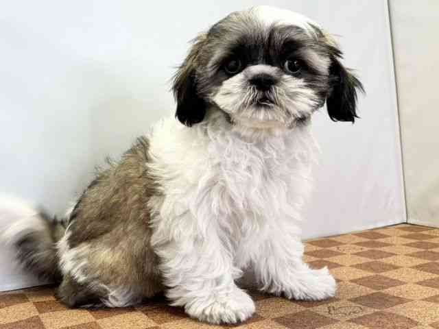 愛媛県のシーズー (ひごペットフレンドリーエミフルMASAKI店/2025年11月19日生まれ/女の子/ゴールドホワイト)の子犬の2枚目の画像